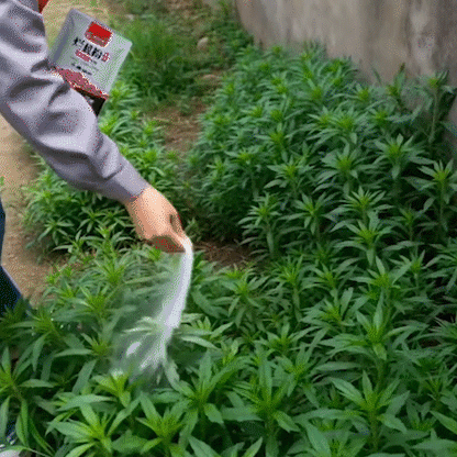🌿Granular Root Rot Herbicide – Fast Penetration, Easy Application for Shrub, Tree and Bamboo Control